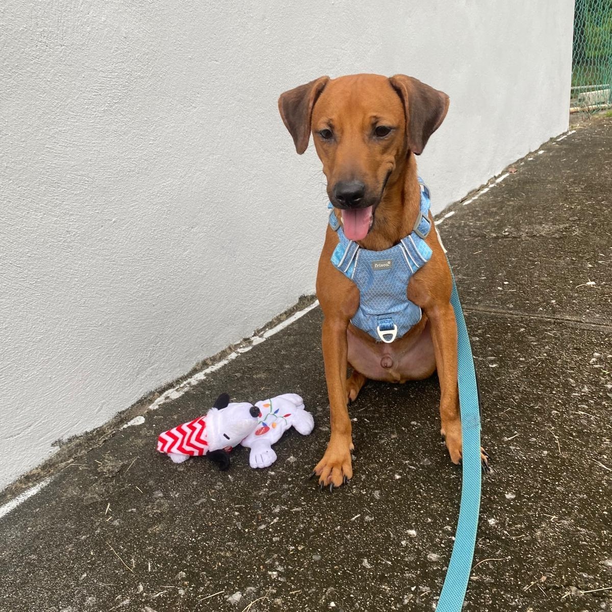 JULIAN, a Adoptable Rhodesian Ridgeback in New York, NY image 6/6