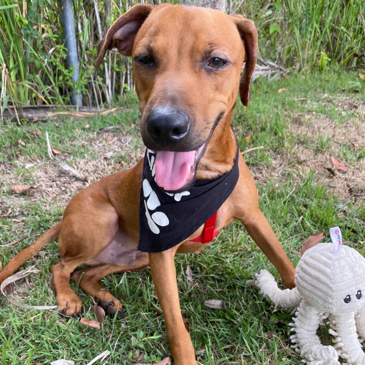 JULIAN, a Adoptable Rhodesian Ridgeback in New York, NY image 2/6
