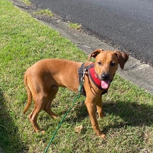 JULIAN, a Adoptable Rhodesian Ridgeback in New York, NY image 4/6