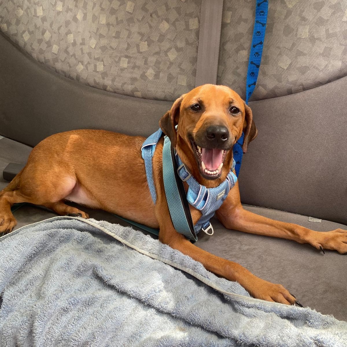 JULIAN, Adoptable, Young Male Rhodesian Ridgeback.