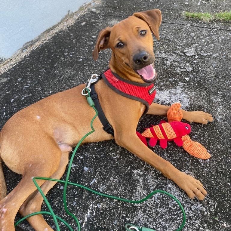 JULIAN, a Adoptable Rhodesian Ridgeback in New York, NY image 5/6