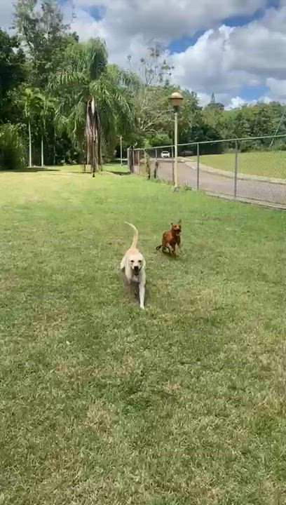 Enlarge JULIAN, a Adoptable Rhodesian Ridgeback in New York, NY video 3/6