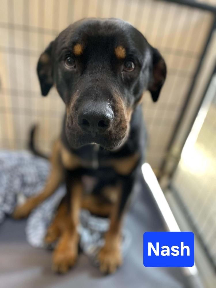 Nash, Adoptable, Adult Male Rottweiler.