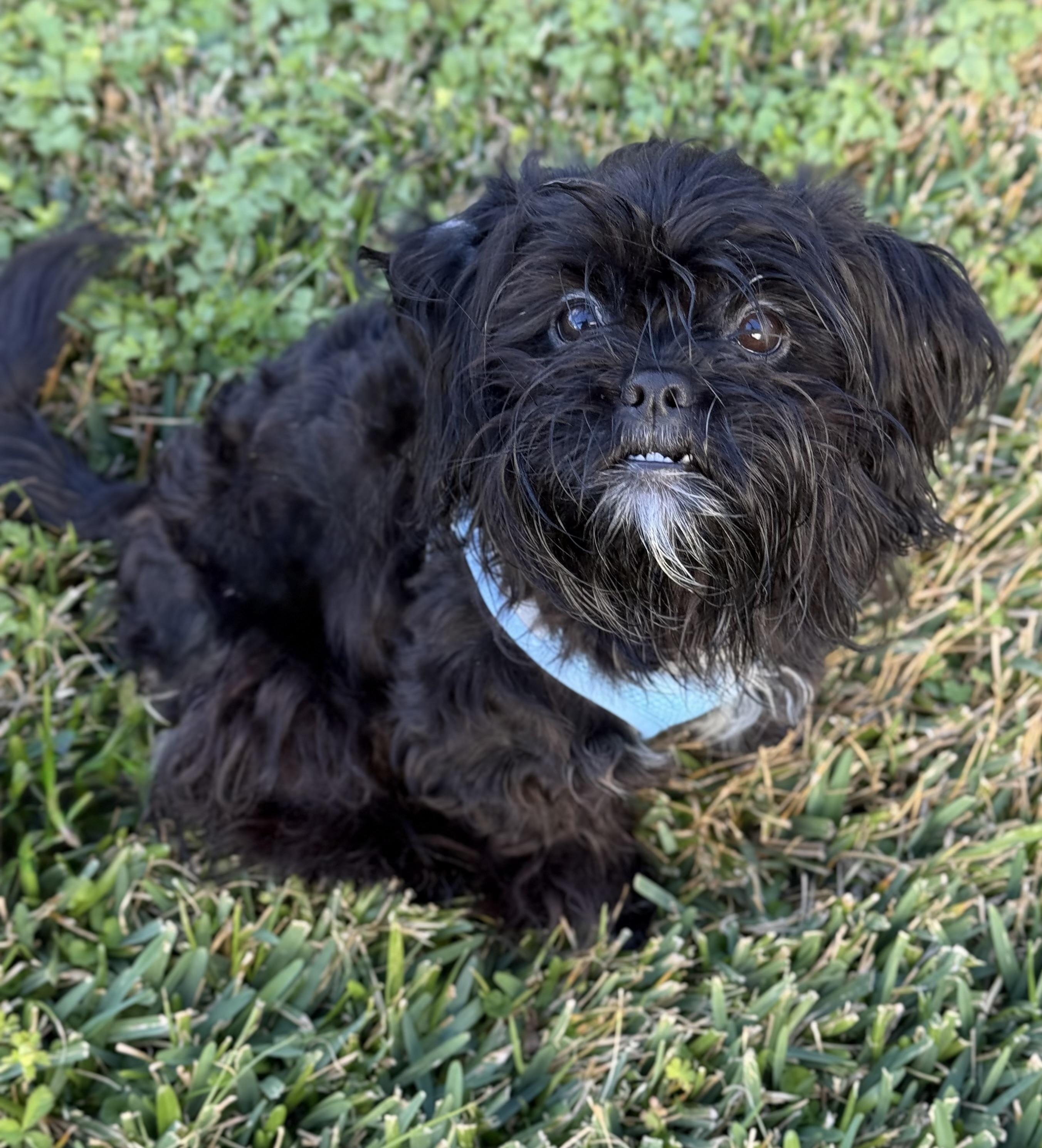 Enlarge Mini Milo, a Adoptable mixed breed in Baton Rouge, LA image 2/3