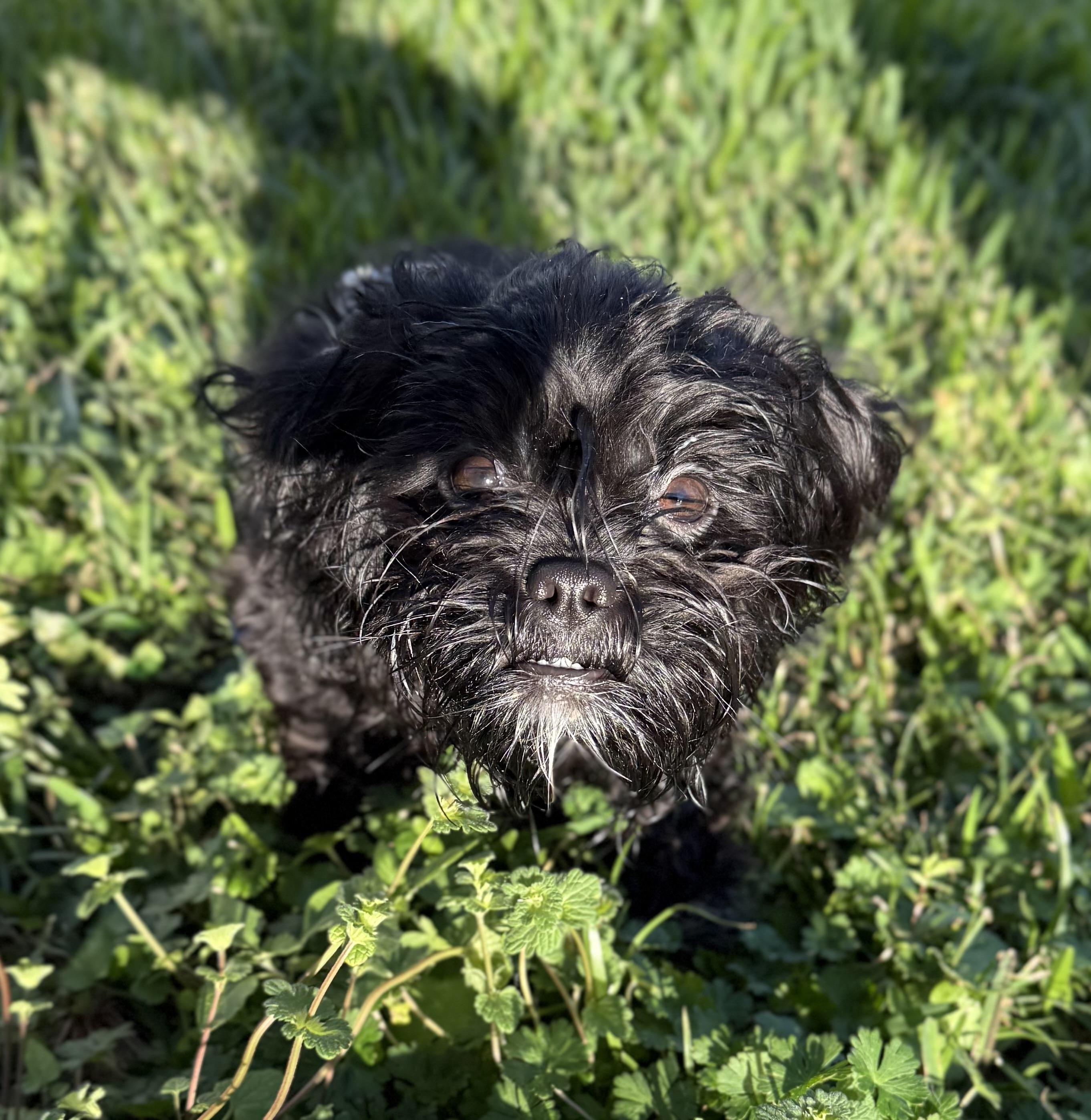 Enlarge Mini Milo, a Adoptable mixed breed in Baton Rouge, LA image 3/3