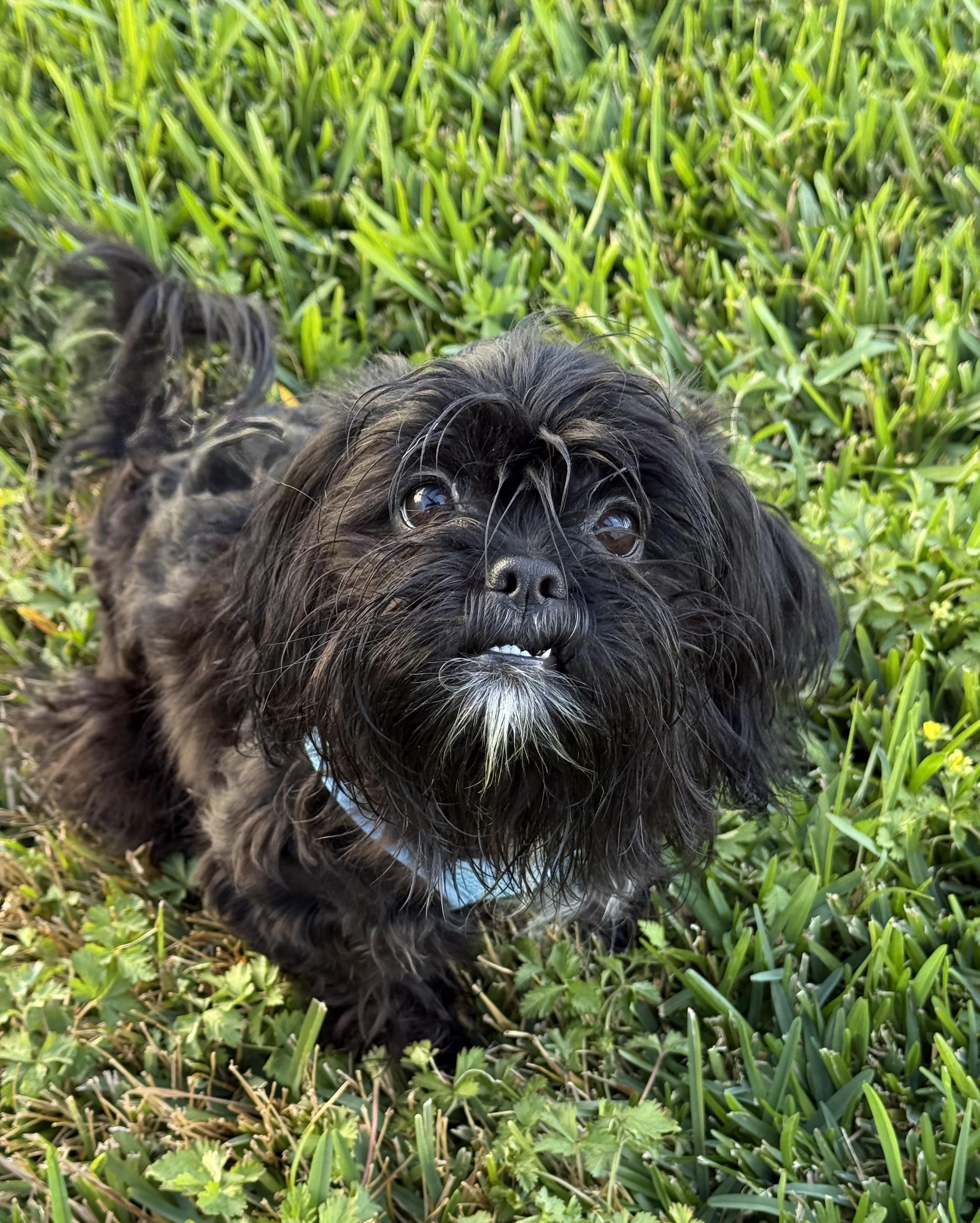 Mini Milo, Adoptable, Adult Male Shih Tzu.