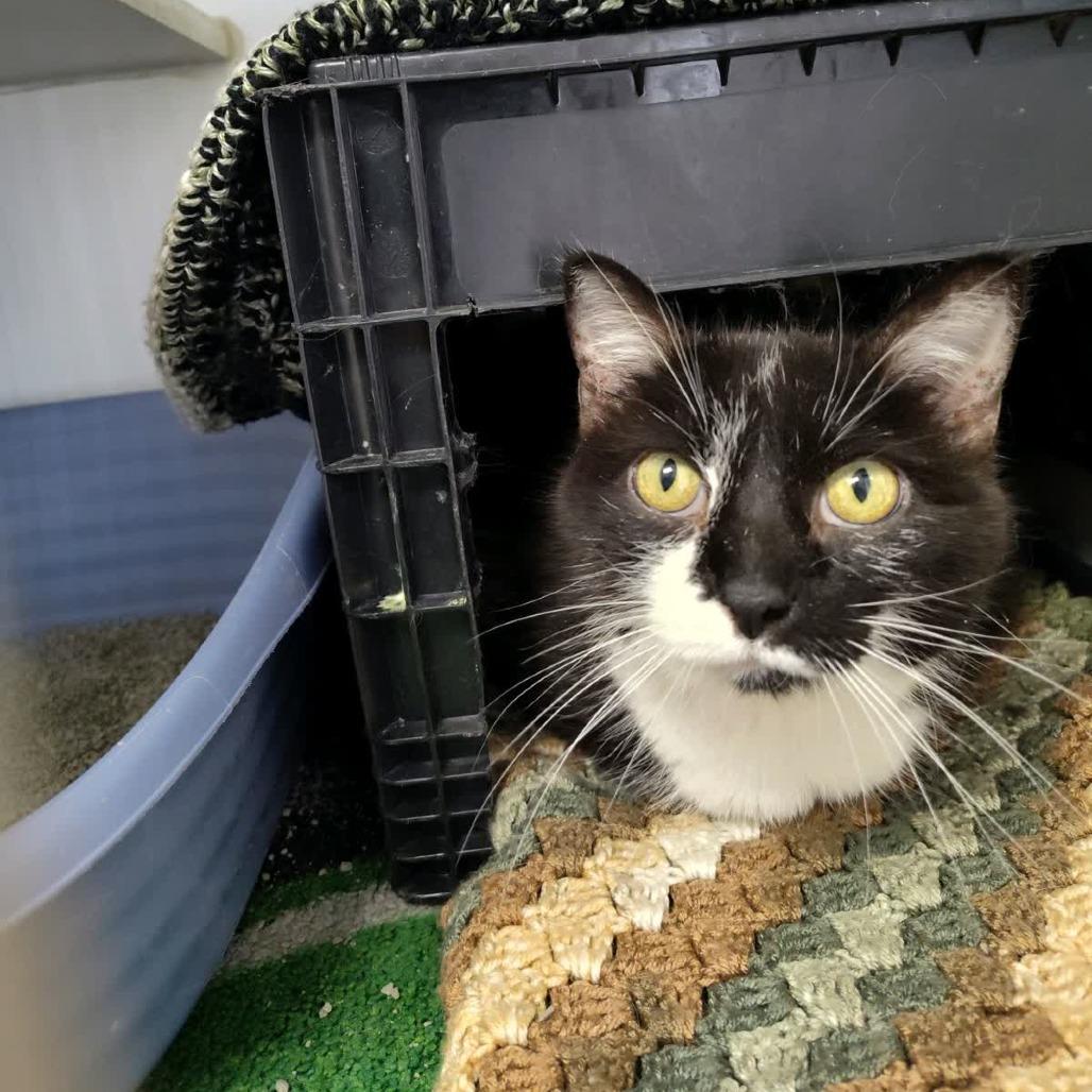 Loretta, Adoptable, Kitten Female Domestic Short Hair.