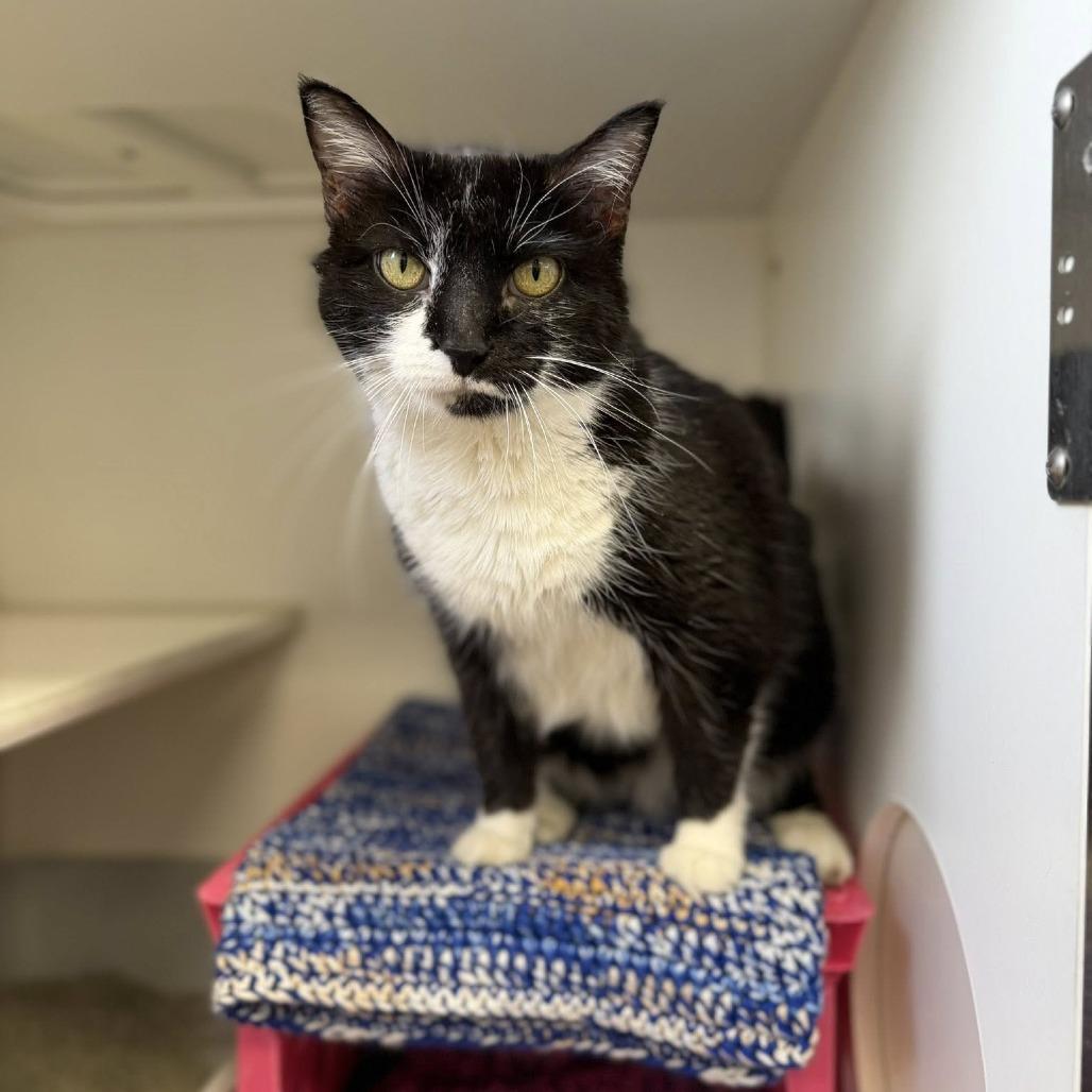 Enlarge Loretta, a Adoptable Domestic Short Hair in Norfolk, NE image 2/3