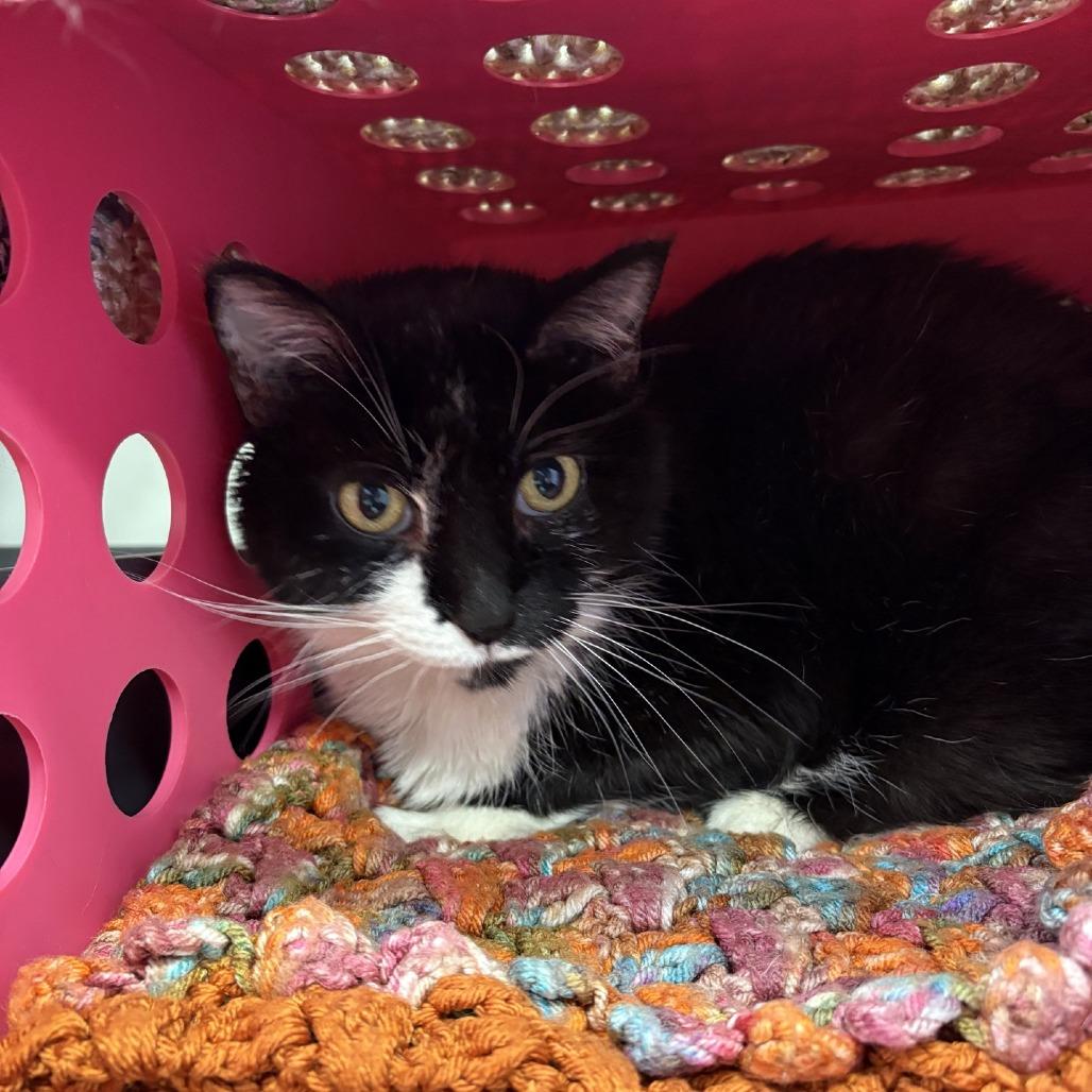 Enlarge Loretta, a Adoptable Domestic Short Hair in Norfolk, NE image 3/3