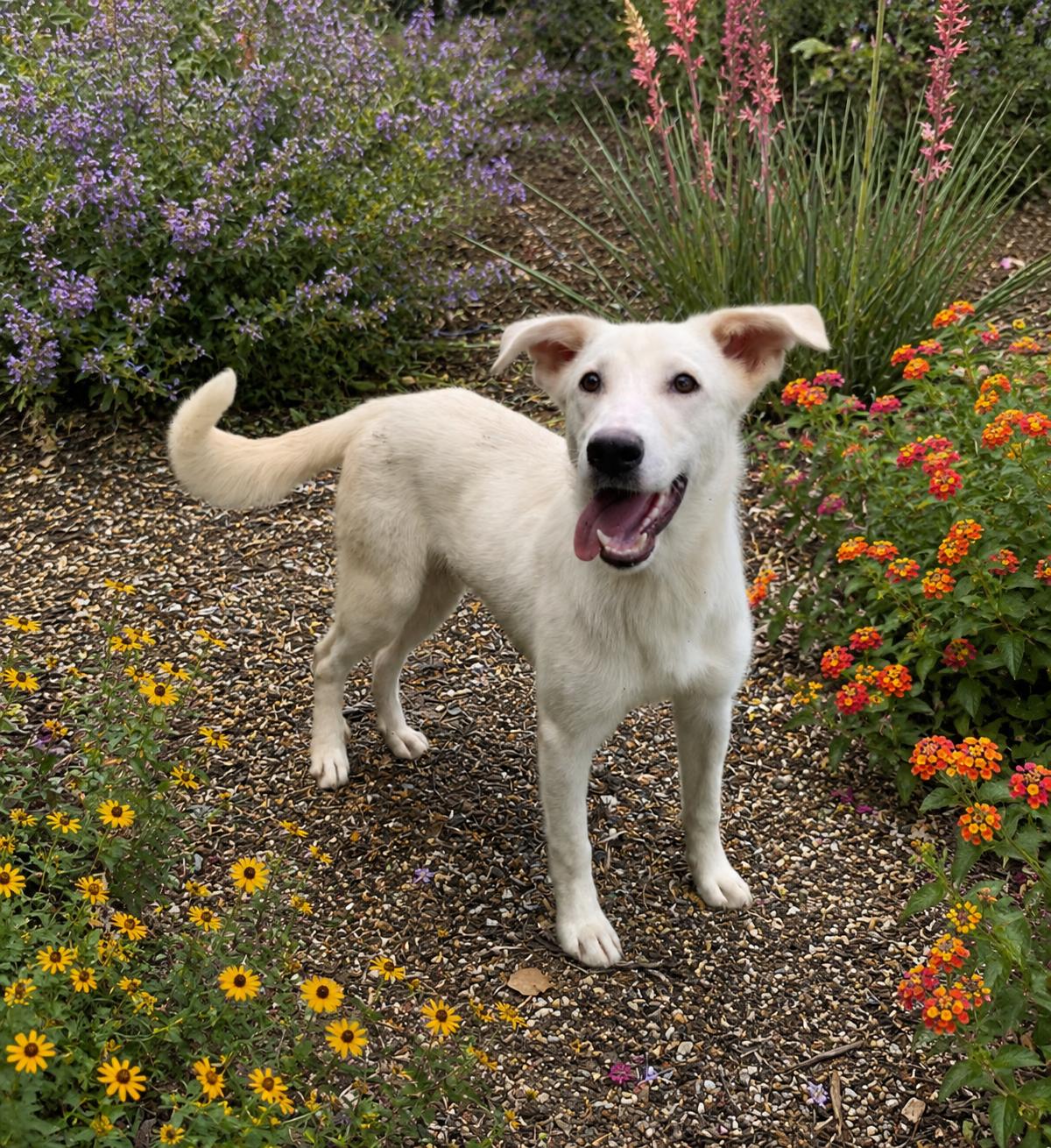 Enlarge Hoagie, a Adoptable Shepherd in Helotes, TX image 1/3
