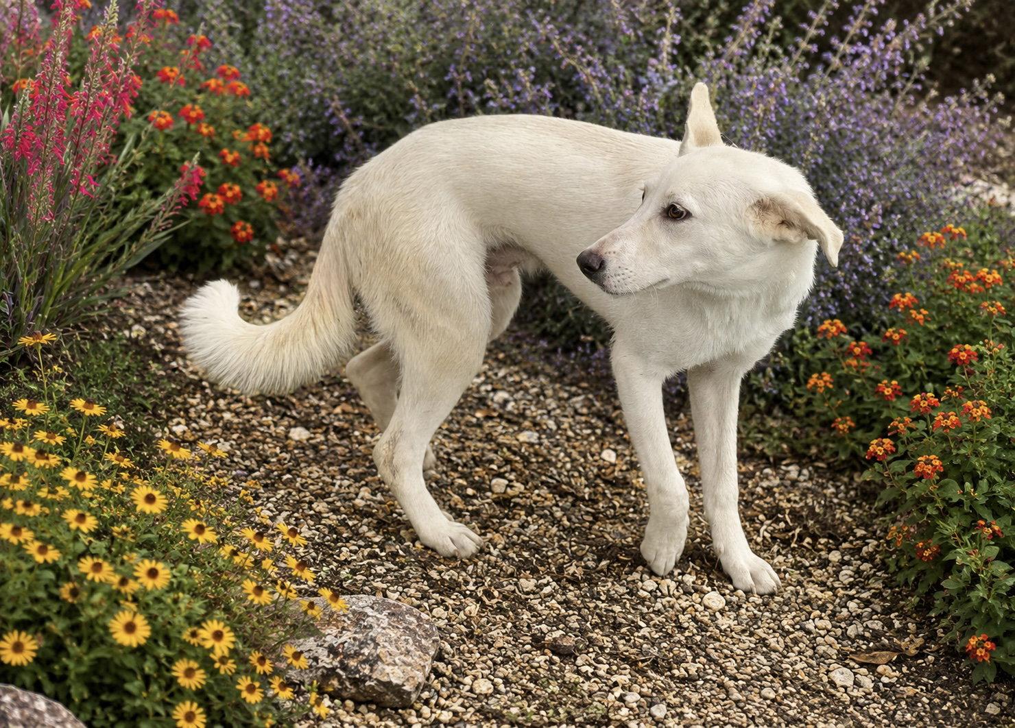 Enlarge Hoagie, a Adoptable Shepherd in Helotes, TX image 3/3