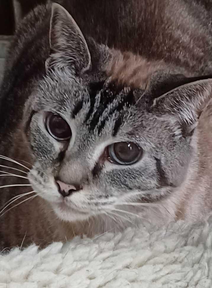 Sadie, a Adoptable Siamese in Greenville, NC image 6/6