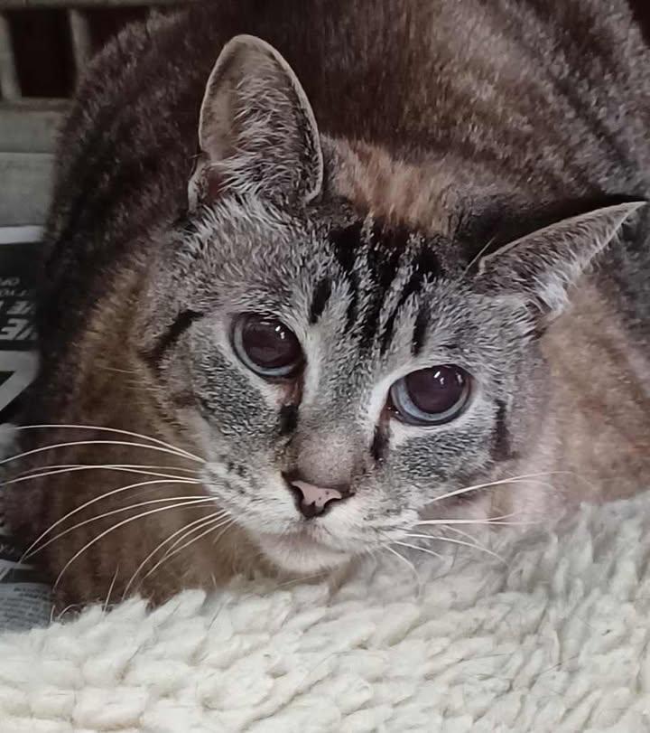 Sadie, a Adoptable Siamese in Greenville, NC image 1/6