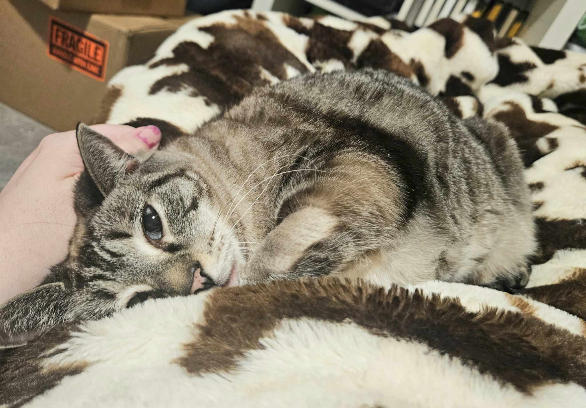 Sadie, a Adoptable Siamese in Greenville, NC image 4/6