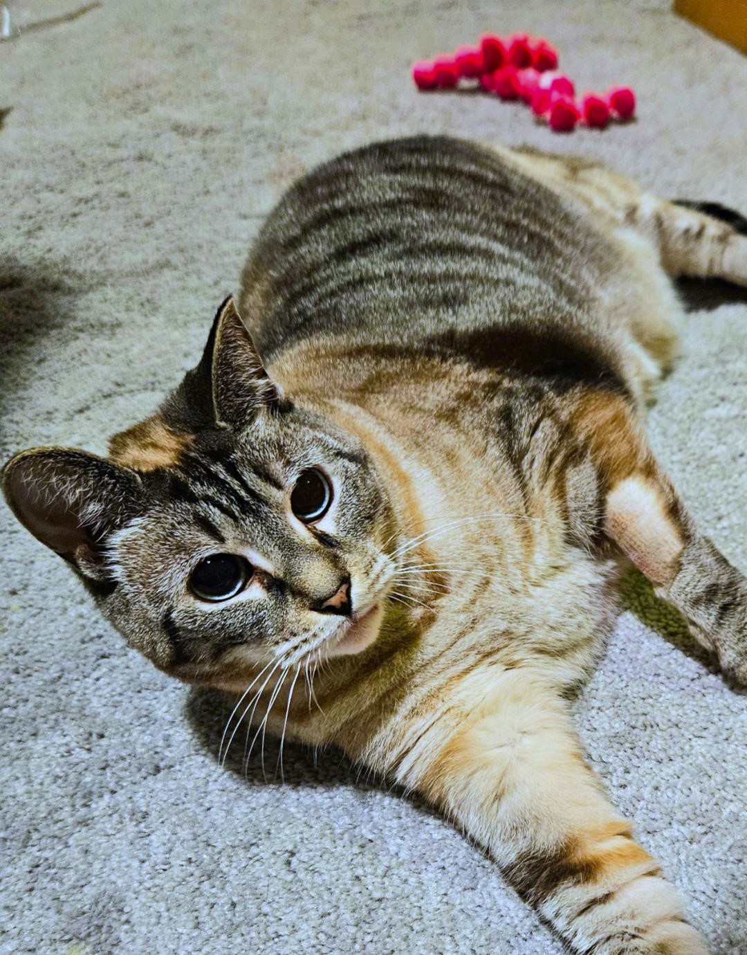 Sadie, a Adoptable Siamese in Greenville, NC image 2/6