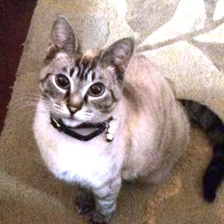 Sadie, a Adoptable Siamese in Greenville, NC image 3/6