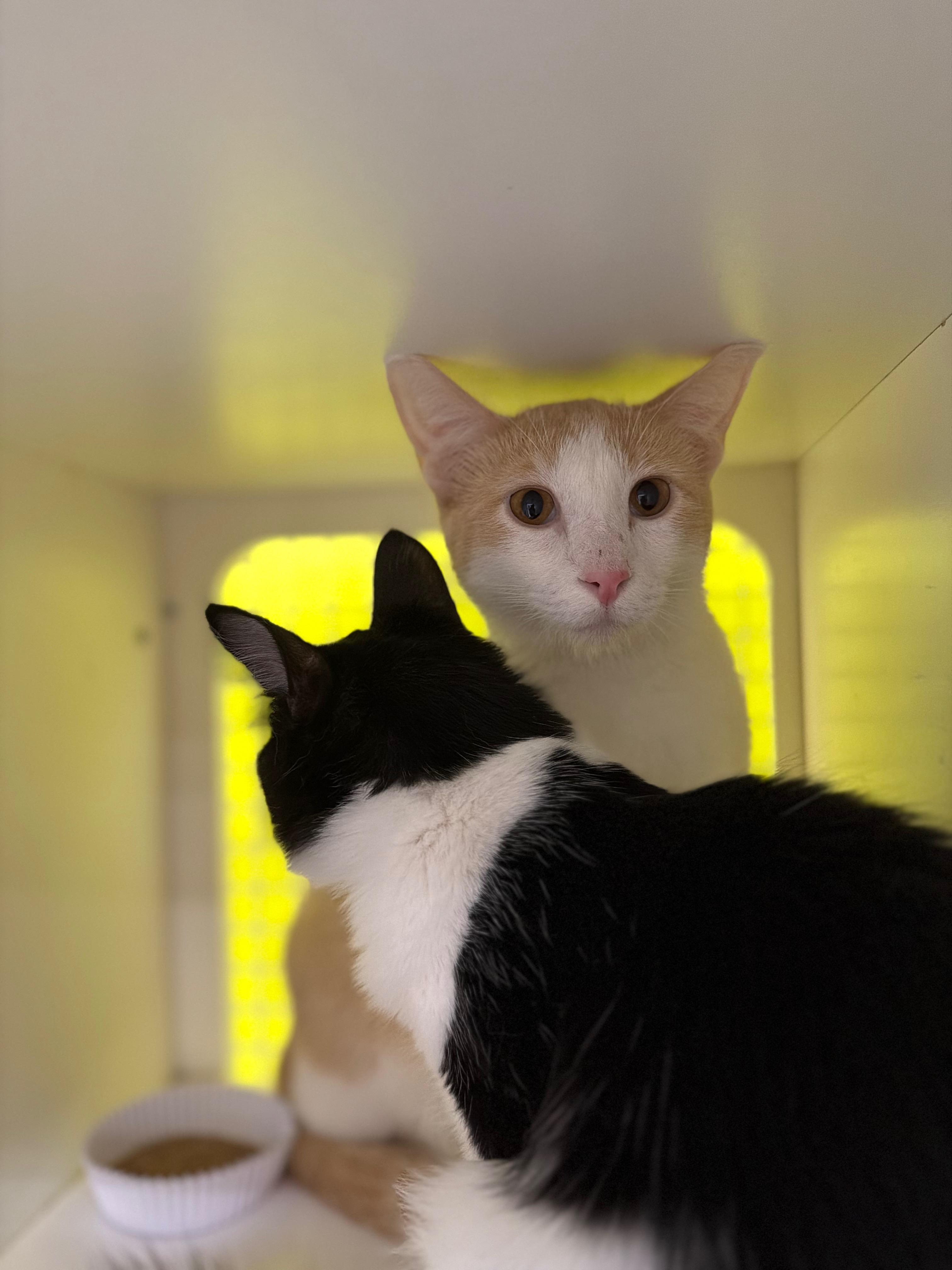 Enlarge Snuggle Bug, an adopted Domestic Medium Hair in Brentwood, CA image 3/3