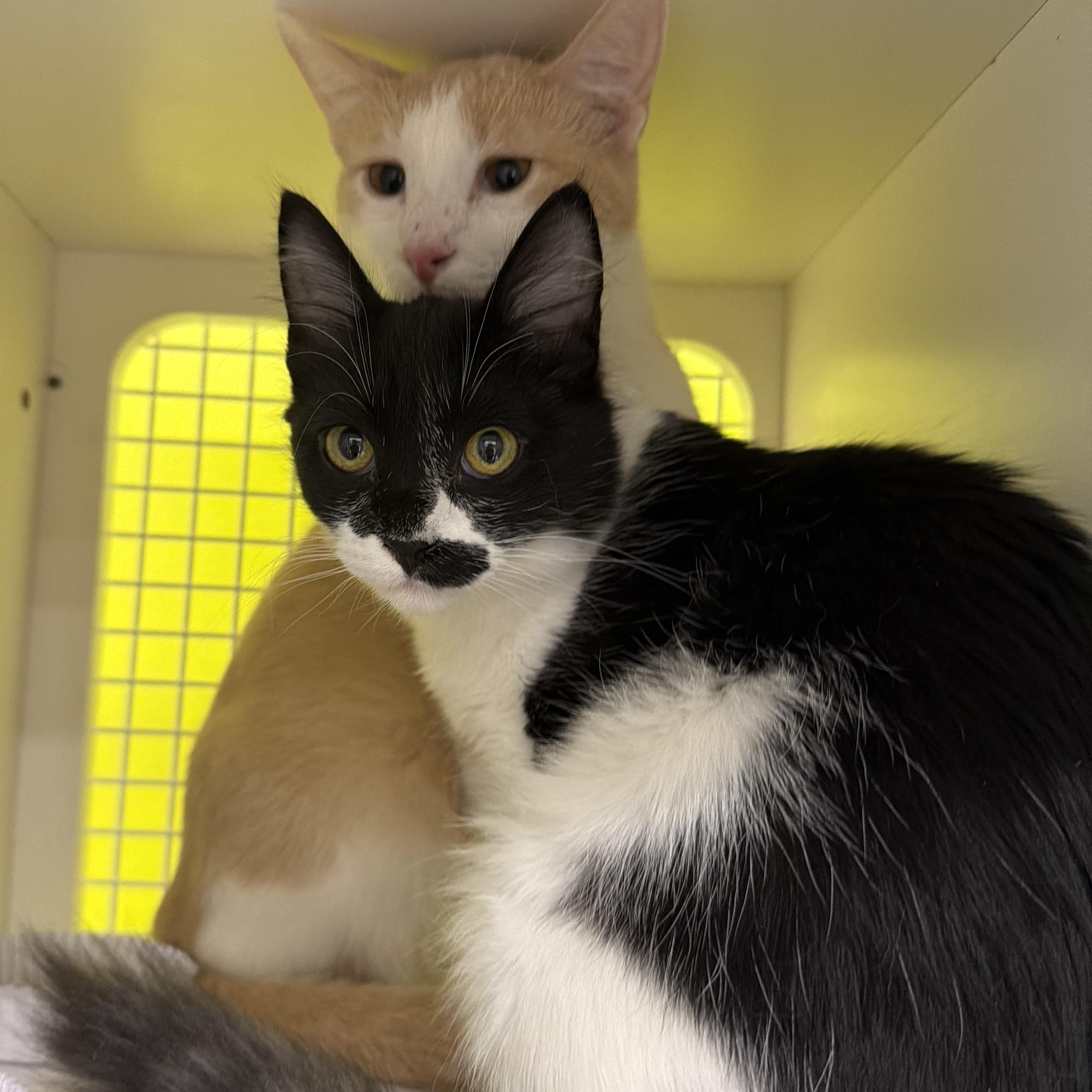 Enlarge Snuggle Bug, an adopted Domestic Medium Hair in Brentwood, CA image 1/3