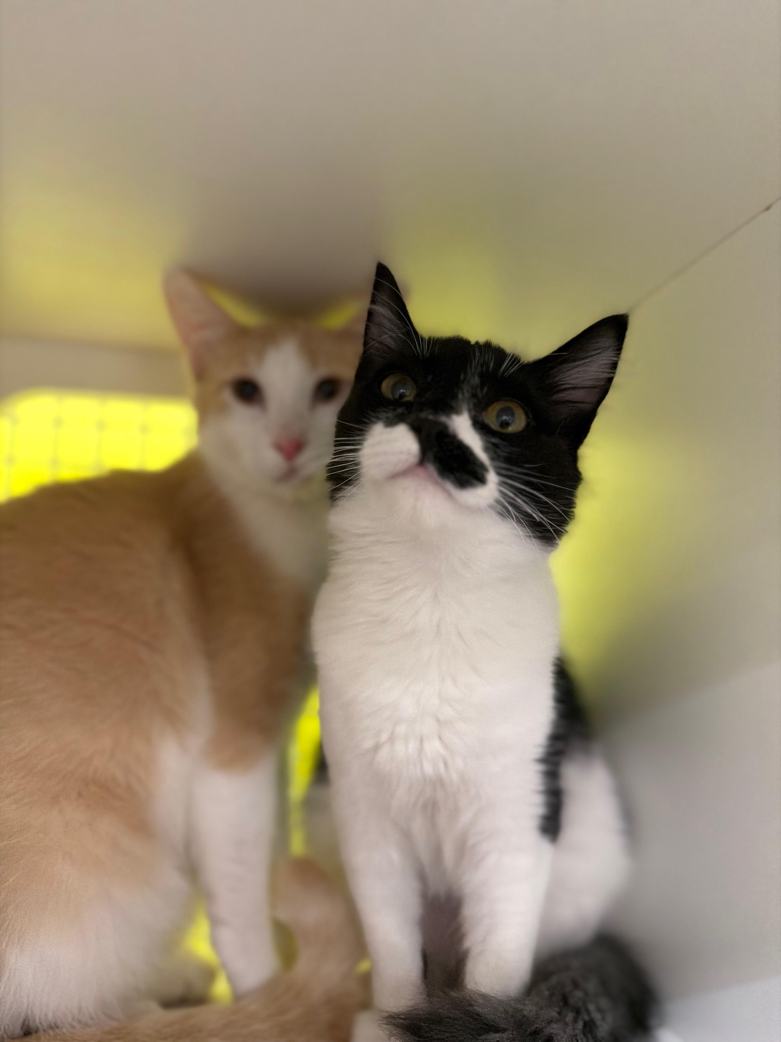 Enlarge Snuggle Bug, an adopted Domestic Medium Hair in Brentwood, CA image 2/3