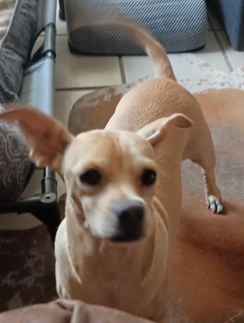 Ginger, Adopted, Adult Female Chihuahua & Dachshund.