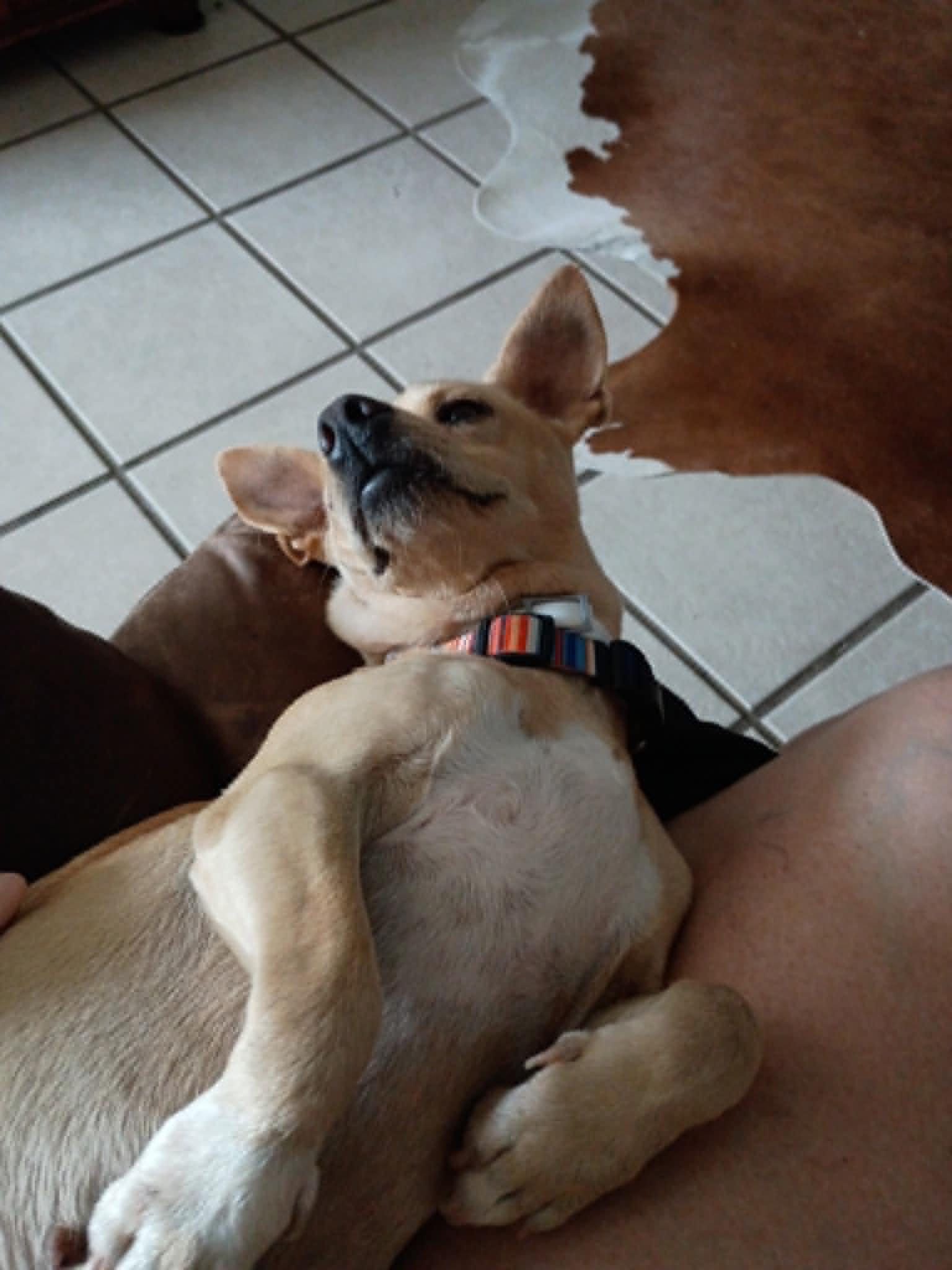 Enlarge Ginger, a ADOPTABLE mixed breed in Temple, TX image 2/4