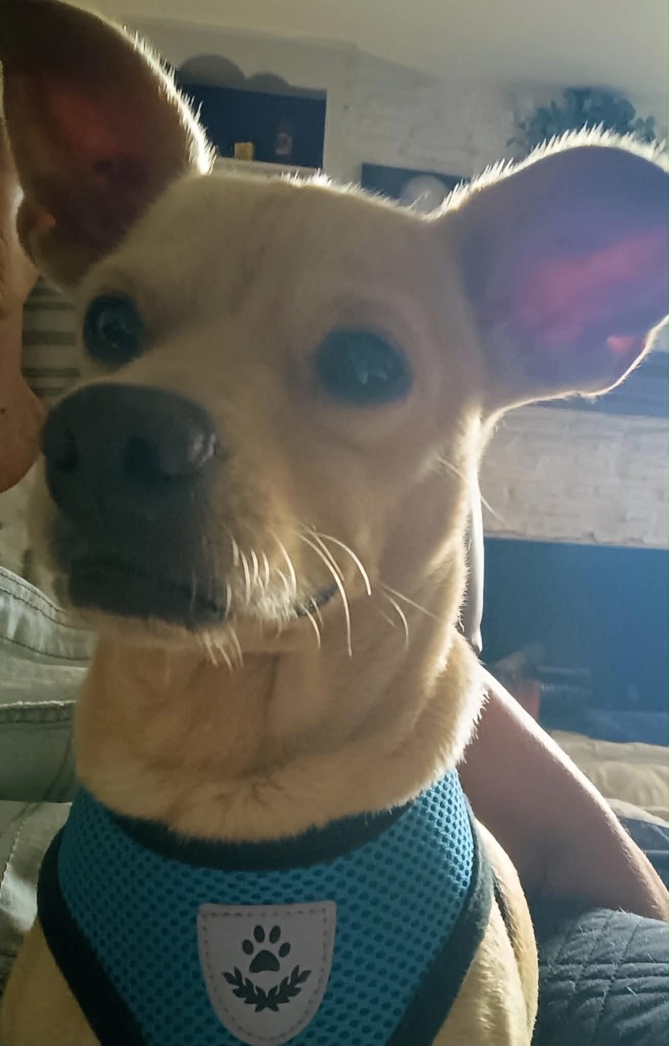 Enlarge Ginger, a ADOPTABLE mixed breed in Temple, TX image 3/4