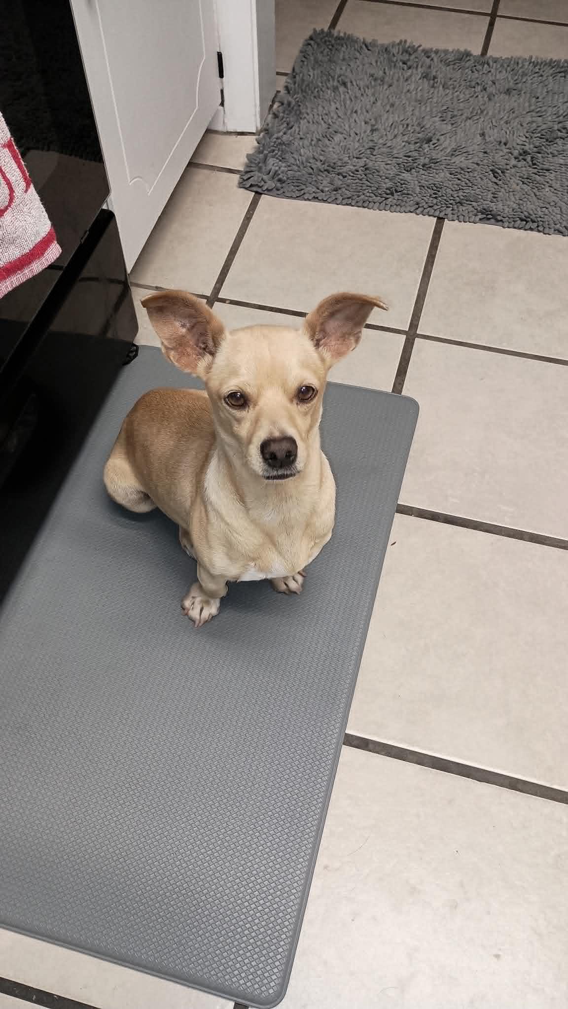 Enlarge Ginger, a ADOPTABLE mixed breed in Temple, TX image 1/4