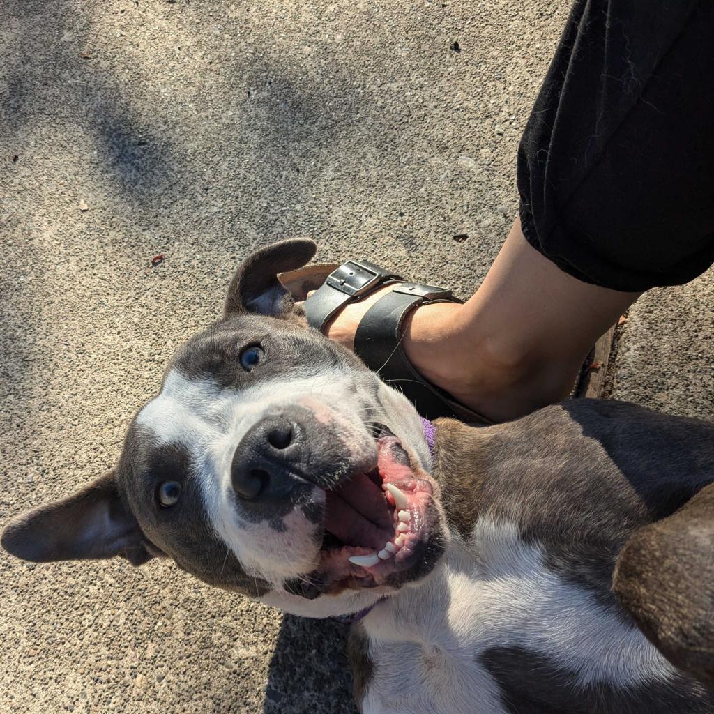 Clover, Adoptable, Adult Female Pit Bull Terrier & Mixed Breed.