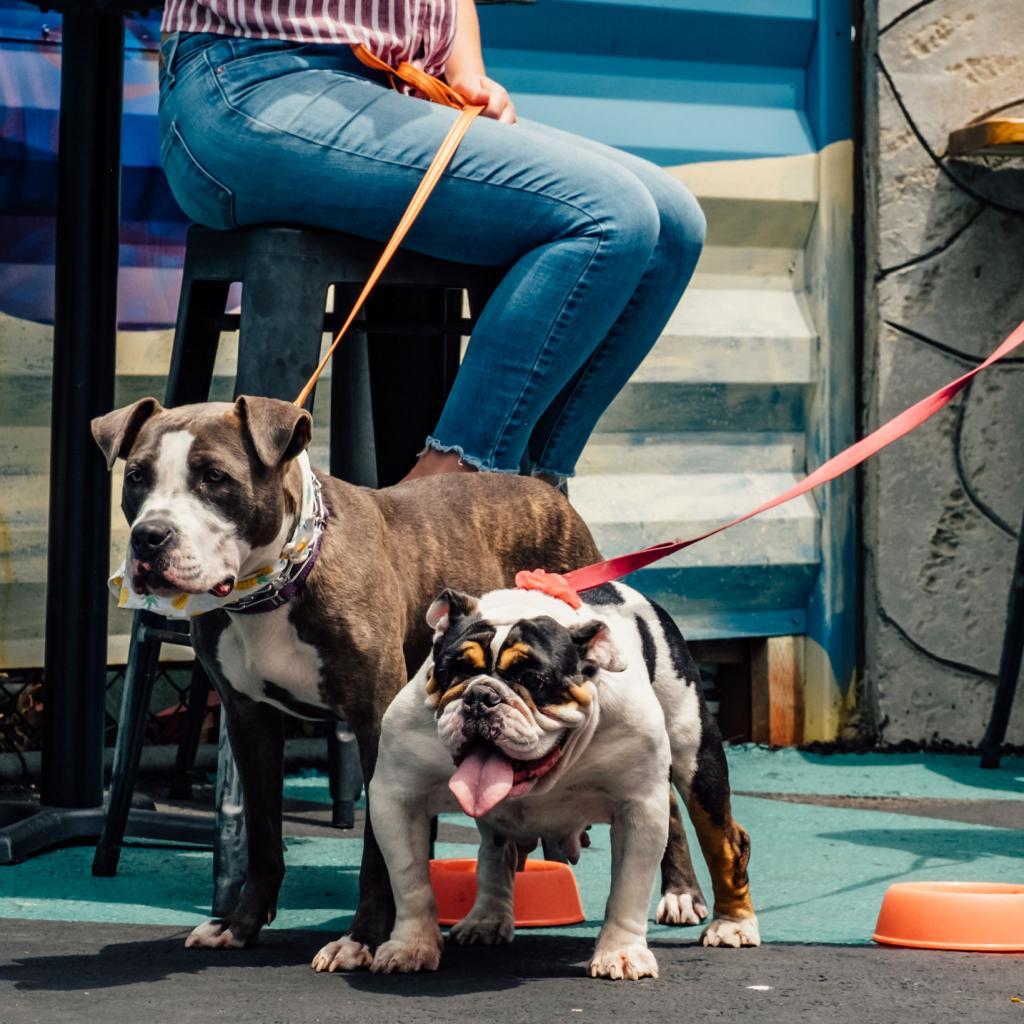 Clover, a Adoptable mixed breed in Turlock, CA image 2/6