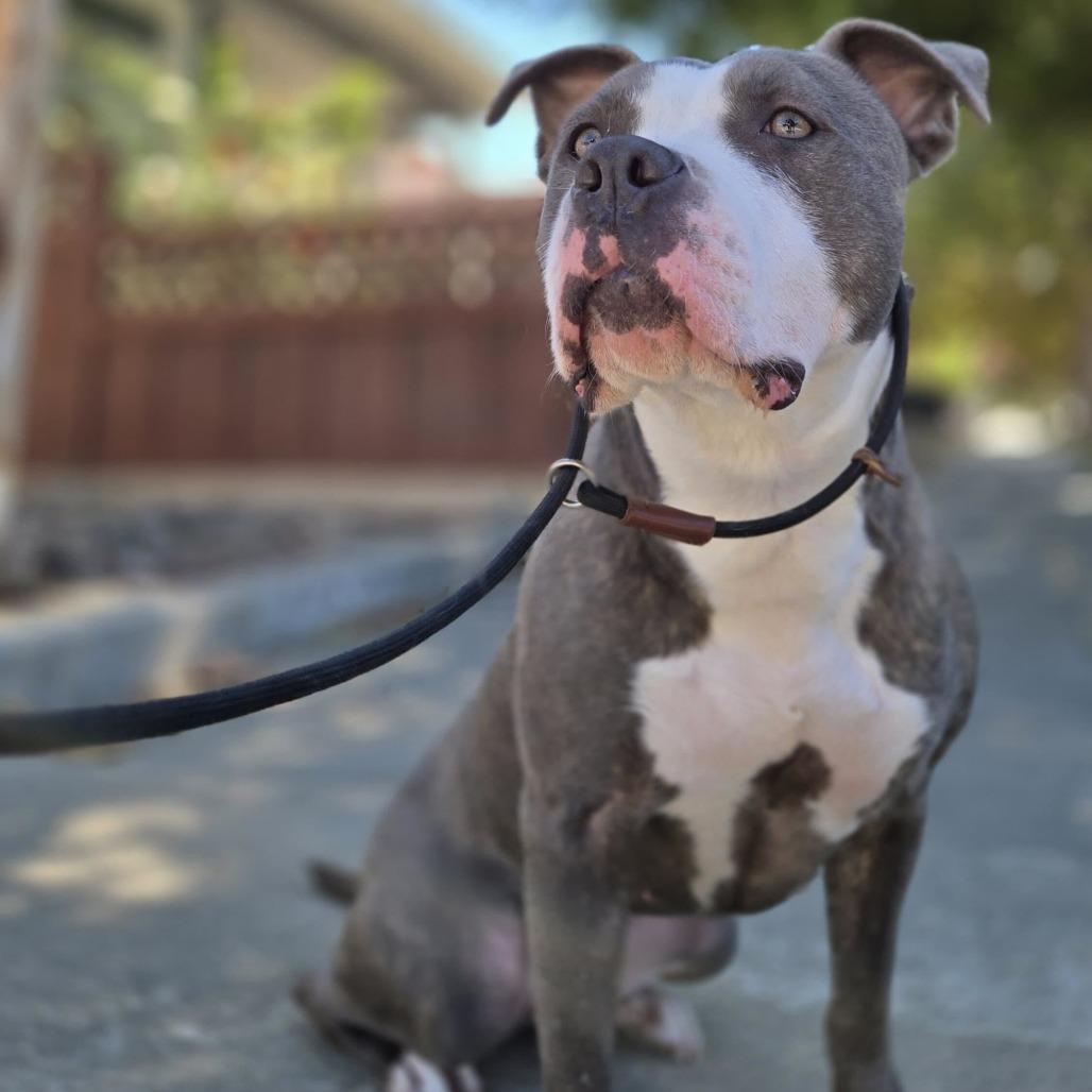 Enlarge Clover, a Adoptable mixed breed in Turlock, CA image 3/6