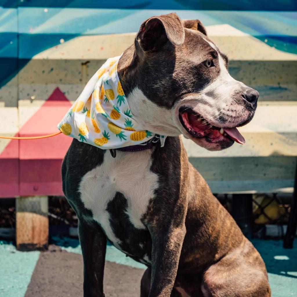 Clover, a Adoptable mixed breed in Turlock, CA image 3/6