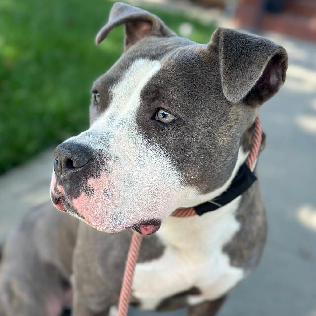 Clover, a Adoptable mixed breed in Turlock, CA image 4/6