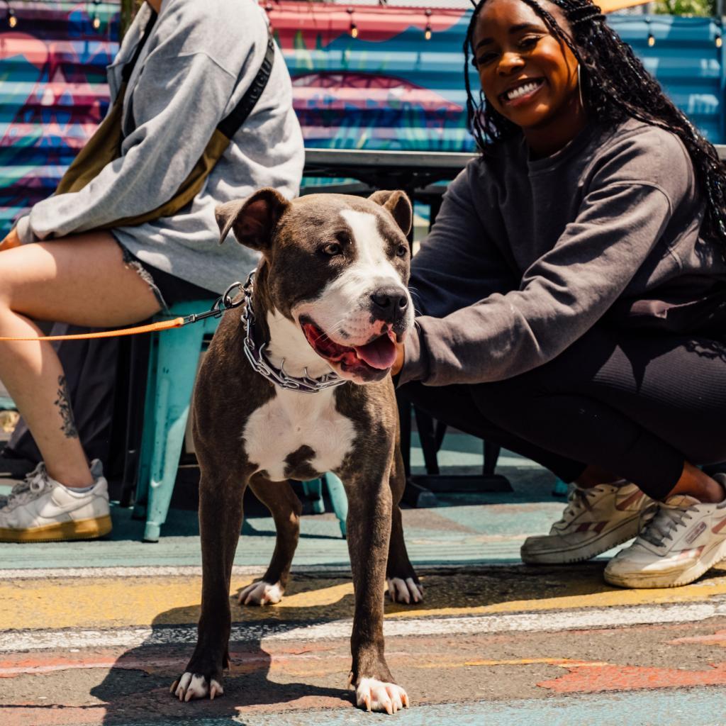 Clover, a Adoptable mixed breed in Turlock, CA image 5/6