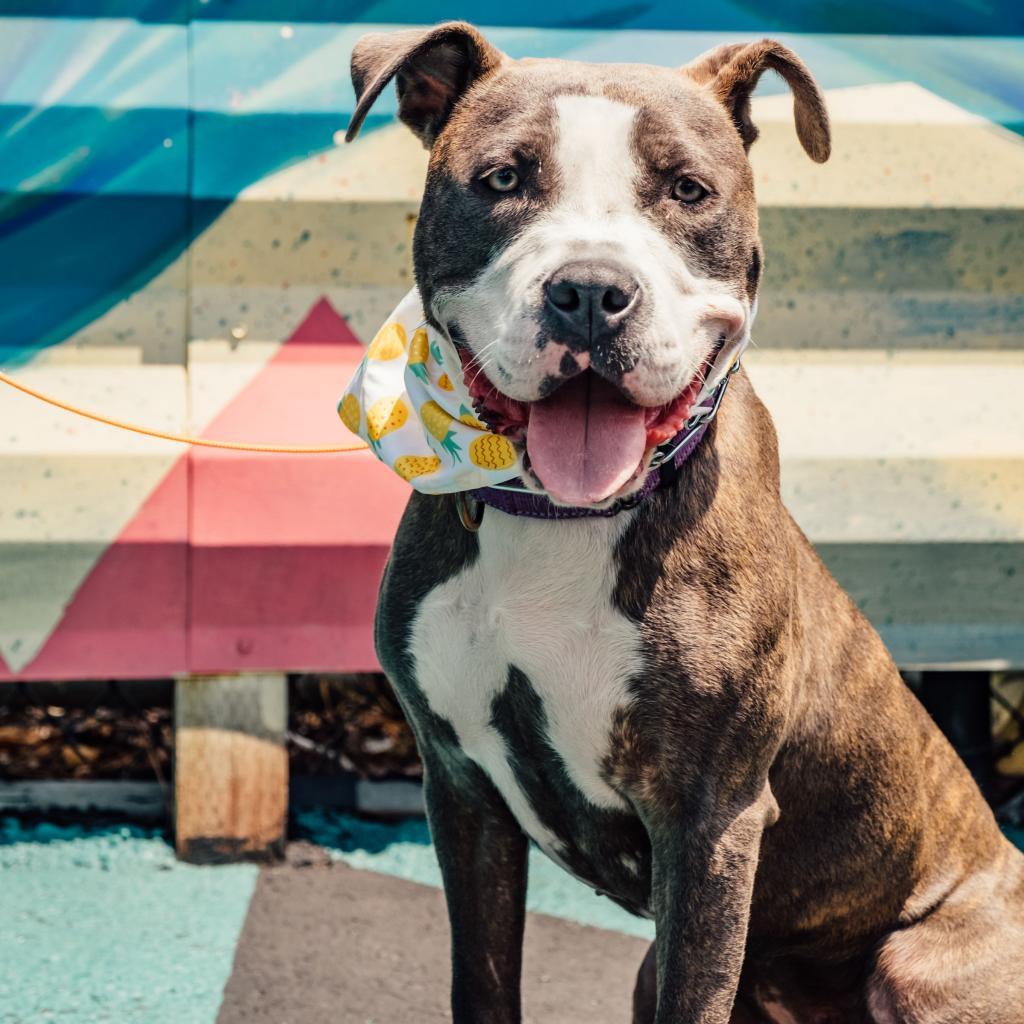 Clover, a Adoptable mixed breed in Turlock, CA image 6/6