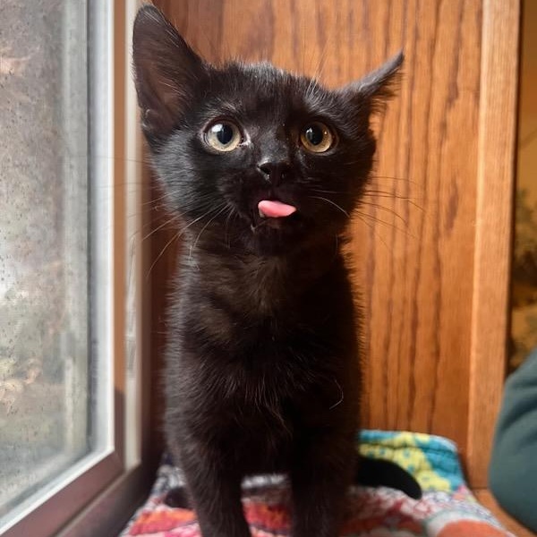 Enlarge Ravioli, an adopted Domestic Short Hair in Watertown, WI image 1/1