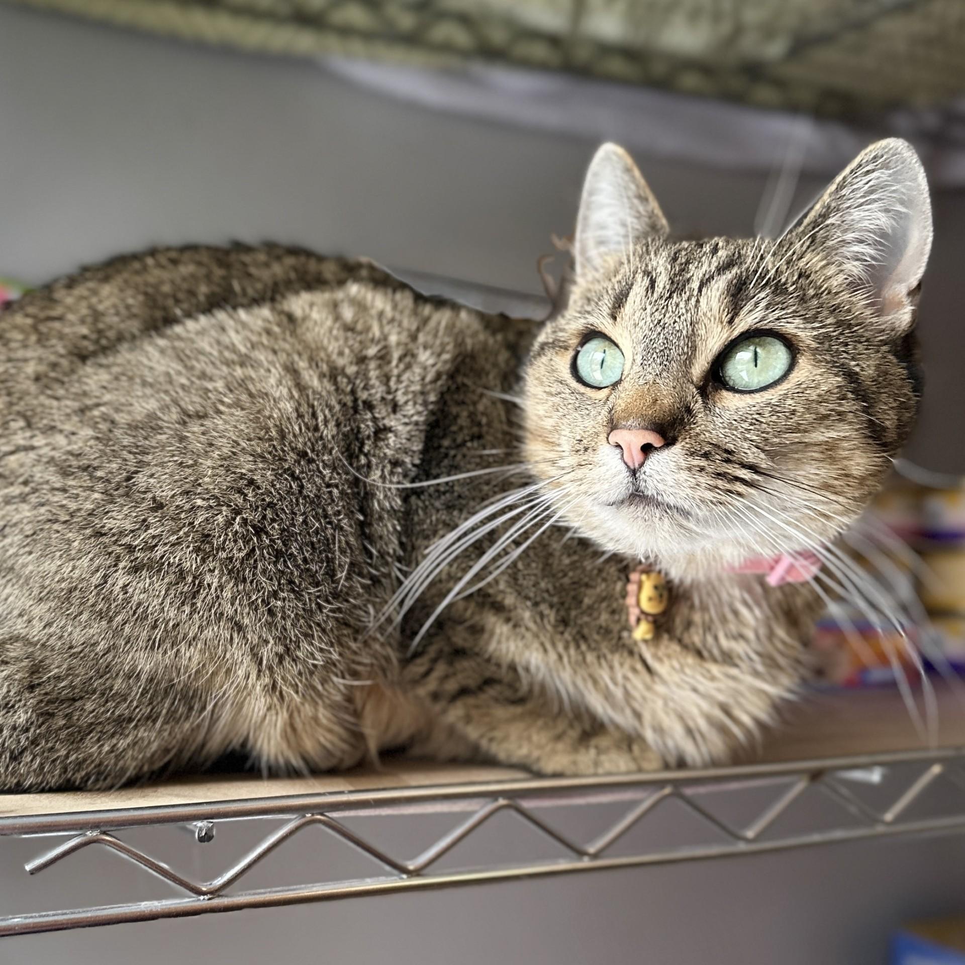 Enlarge Pumba, a ADOPTABLE Domestic Short Hair in Victor, NY image 3/3