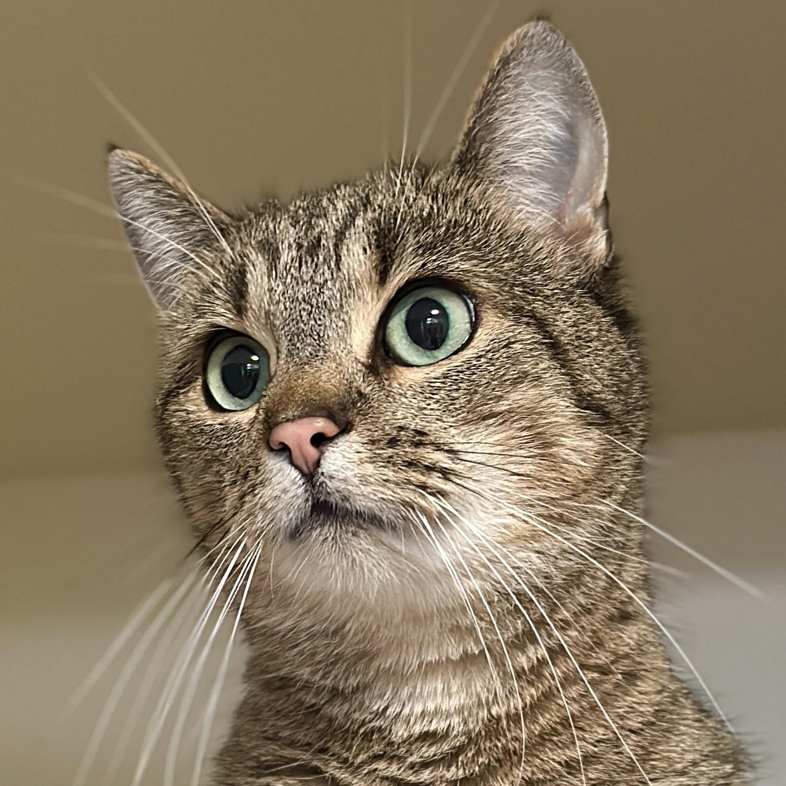Enlarge Pumba, a ADOPTABLE Domestic Short Hair in Victor, NY image 1/3