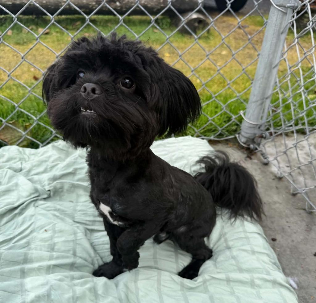 Pixel, Adoptable, Young Male Yorkshire Terrier & Shih Tzu.