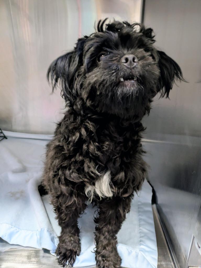 Enlarge Pixel, a Adoptable mixed breed in Kodiak, AK image 2/2