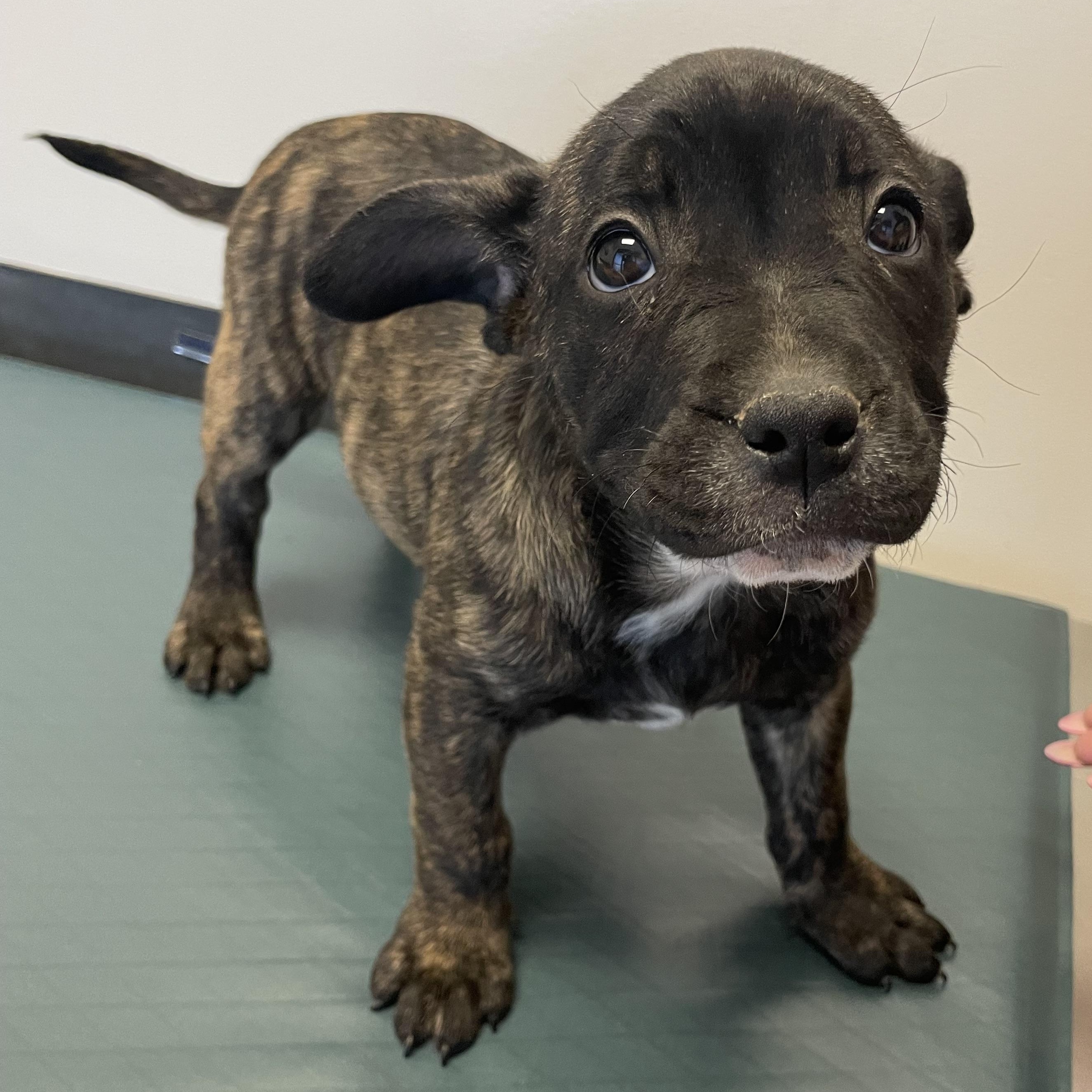 Enlarge Elton John - Diva Puppies, a Adoptable mixed breed in Woodland Hills, CA image 1/3