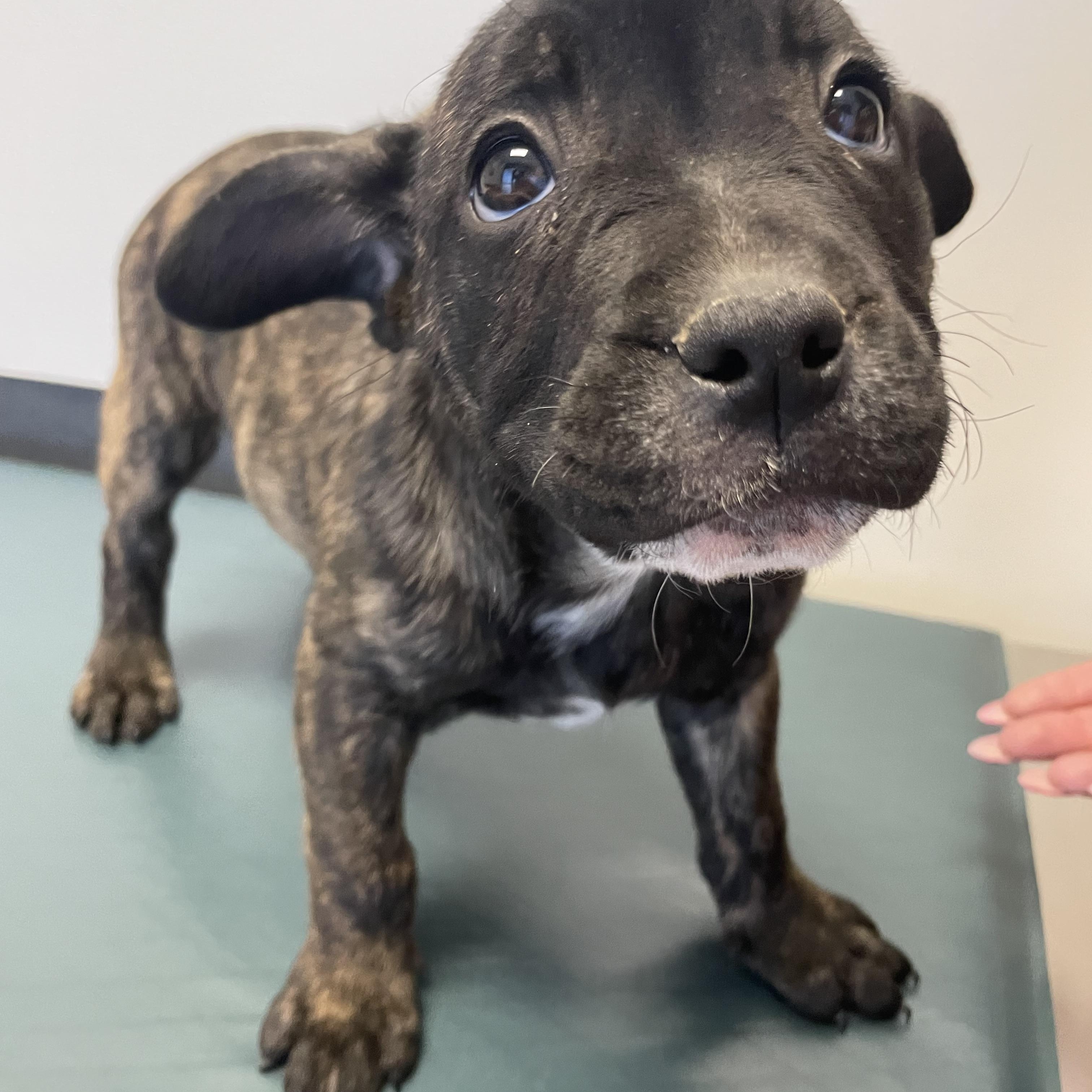 Enlarge Elton John - Diva Puppies, a Adoptable mixed breed in Woodland Hills, CA image 3/3