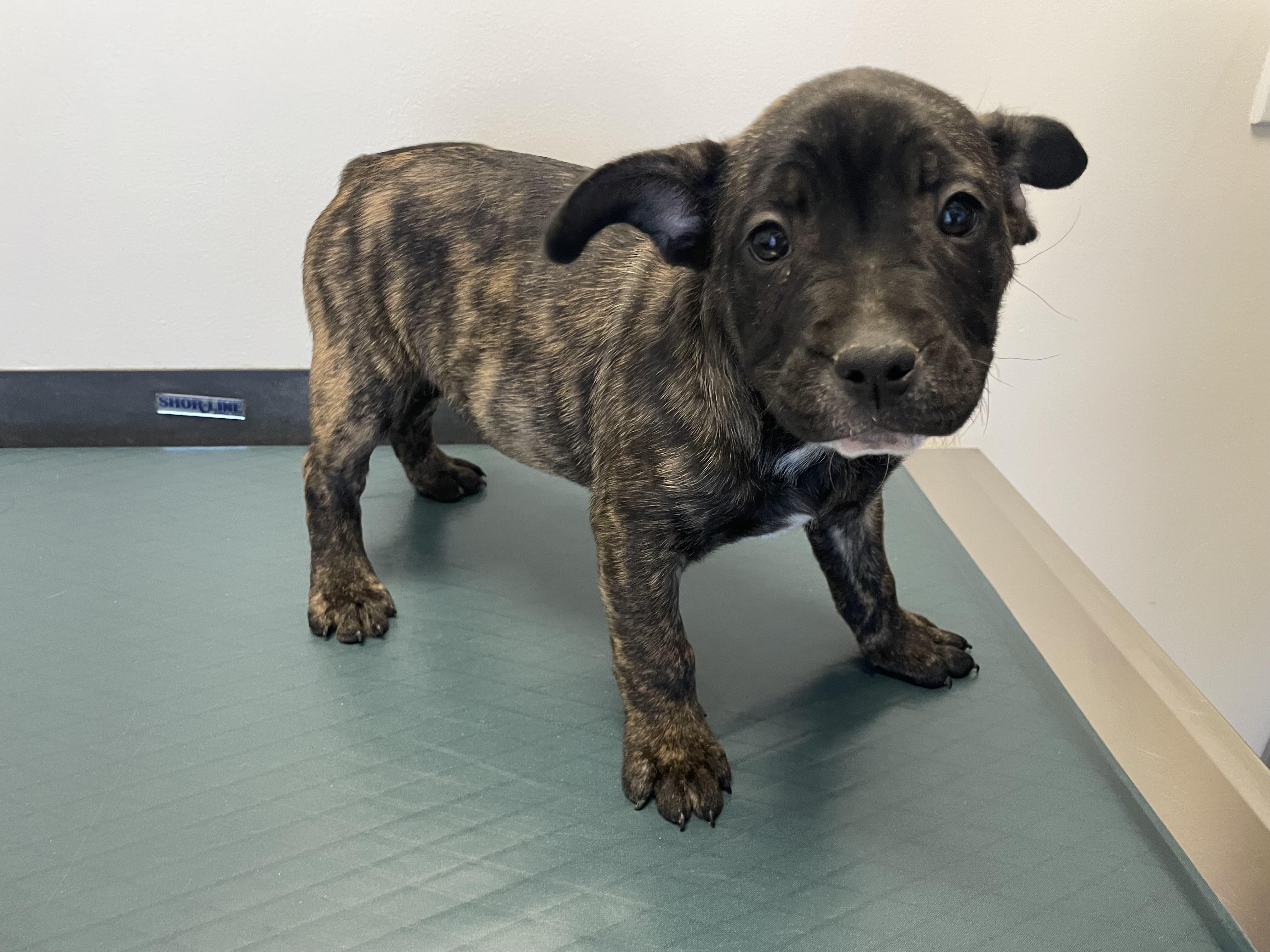 Enlarge Elton John - Diva Puppies, a Adoptable mixed breed in Woodland Hills, CA image 2/3