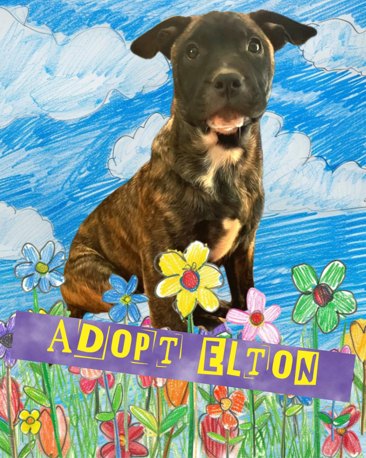 Elton John - Diva Puppies, Adoptable, Puppy Male French Bulldog & Shepherd.