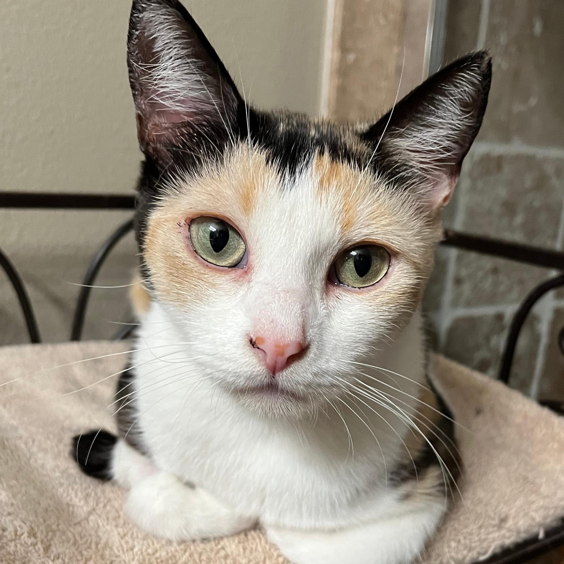 Calypso, Adult Female Calico
