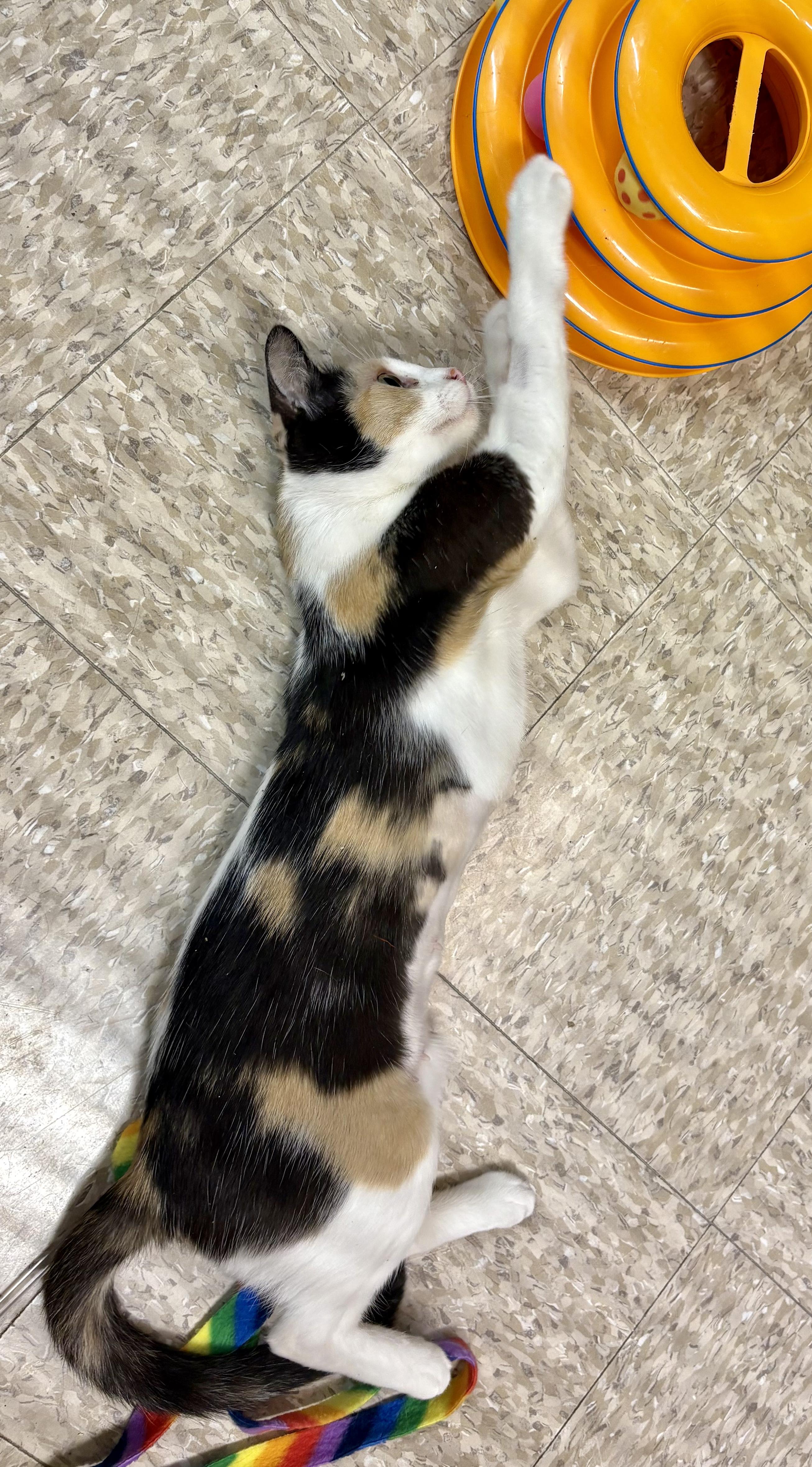 Calypso photo 4