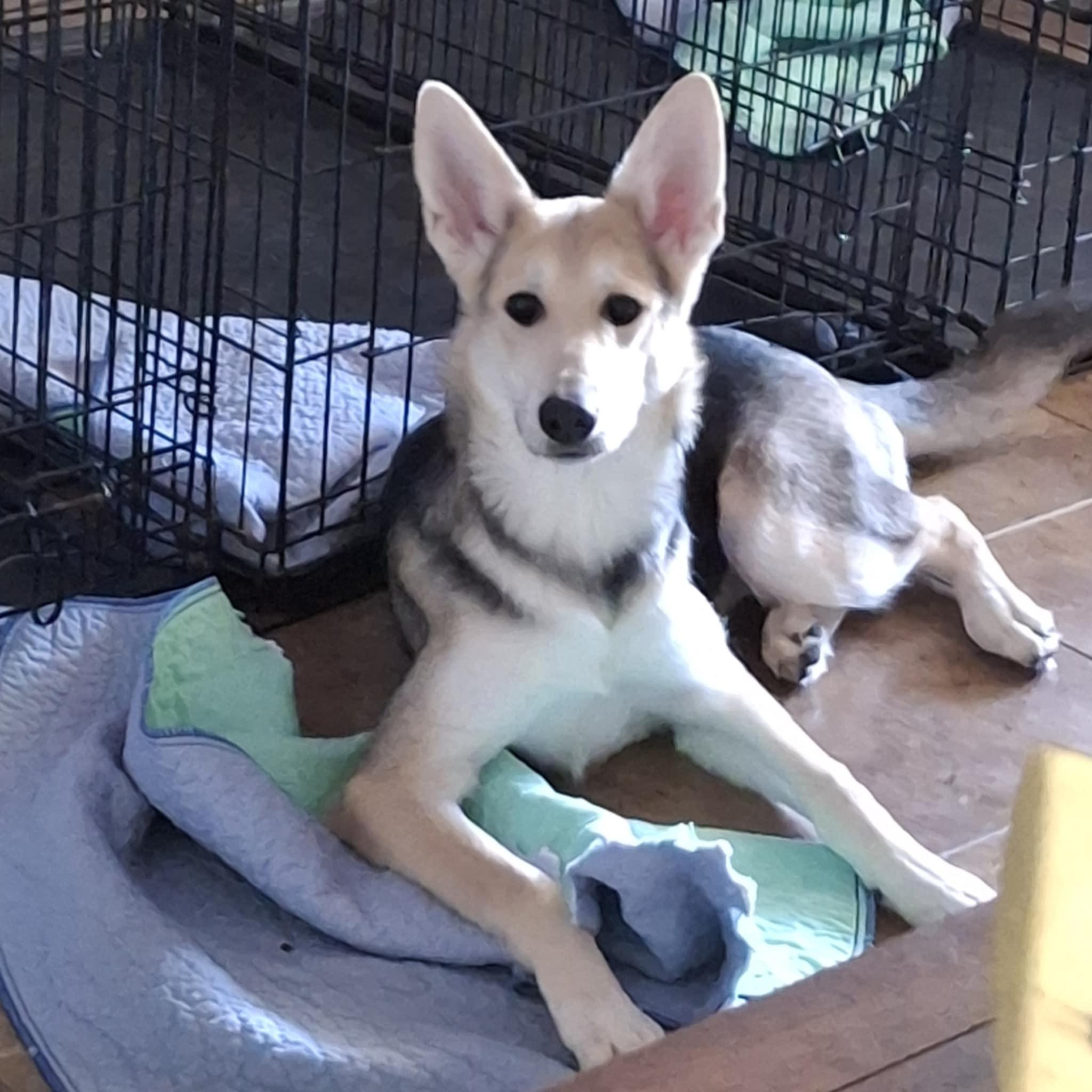 Zada, Adoptable, Young Female German Shepherd Dog.