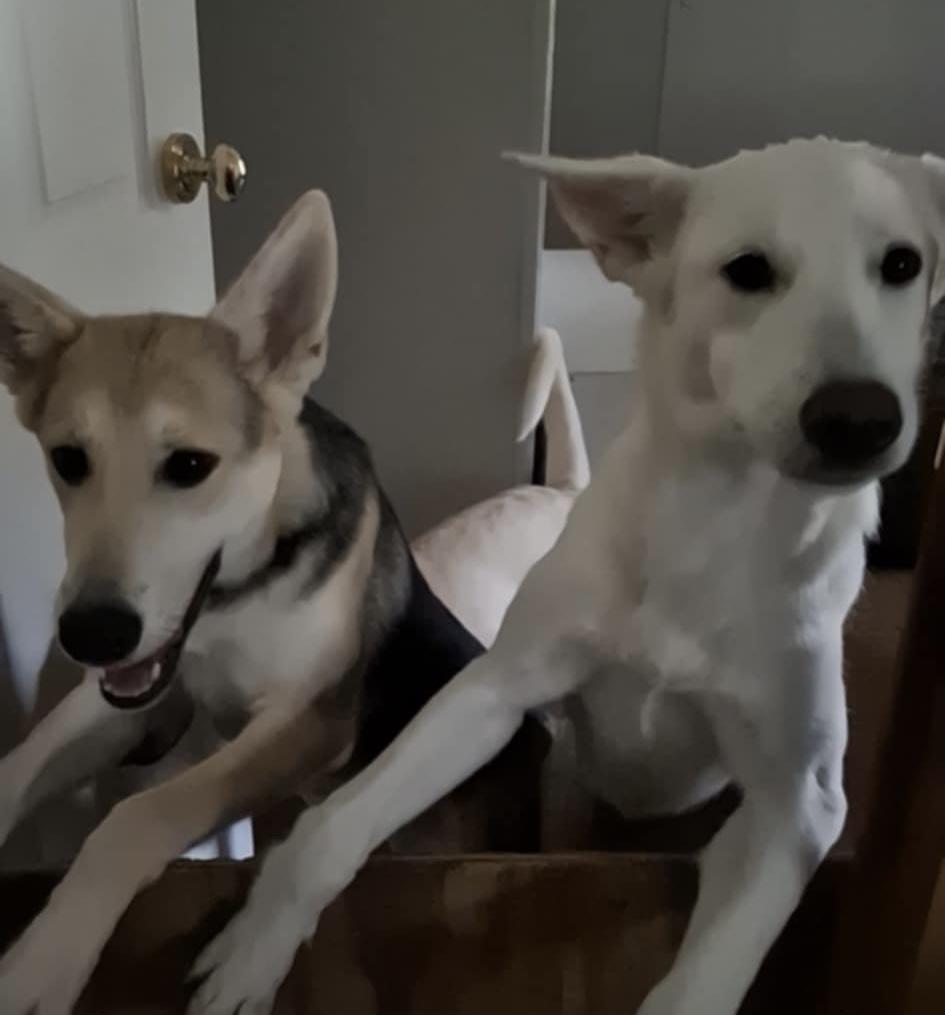 Enlarge Zada, a Adoptable mixed breed in Buffalo, NY image 5/6