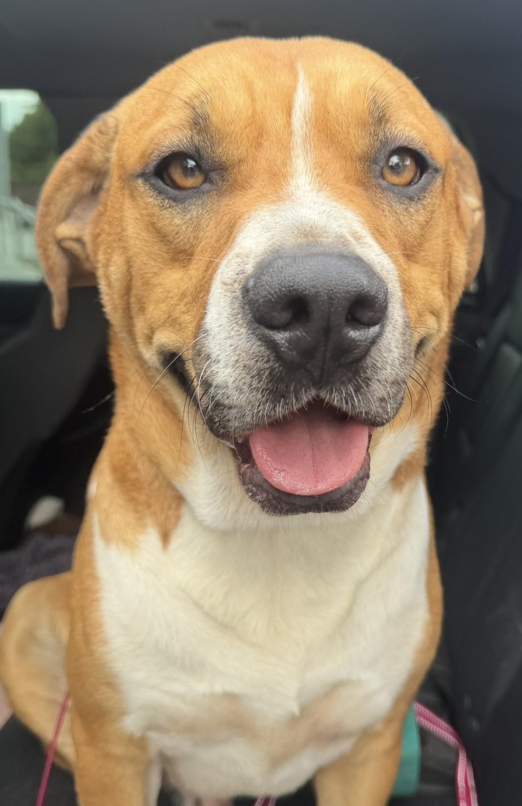Enlarge Tommy, a Adoptable mixed breed in CUMMING, GA image 6/6