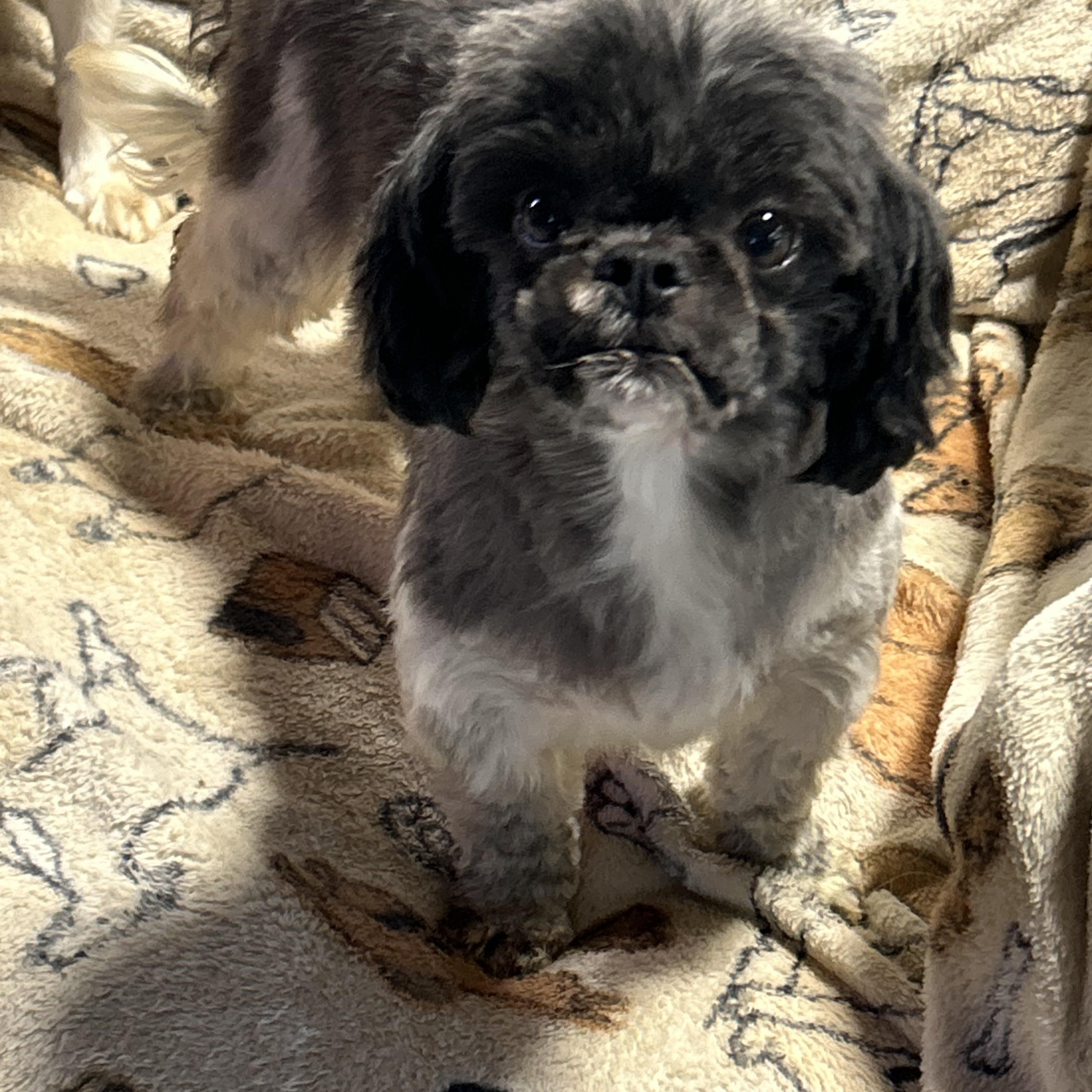 Sharlene 10.4 lbs, a Adoptable Shih Tzu in Maumee , OH image 1/6