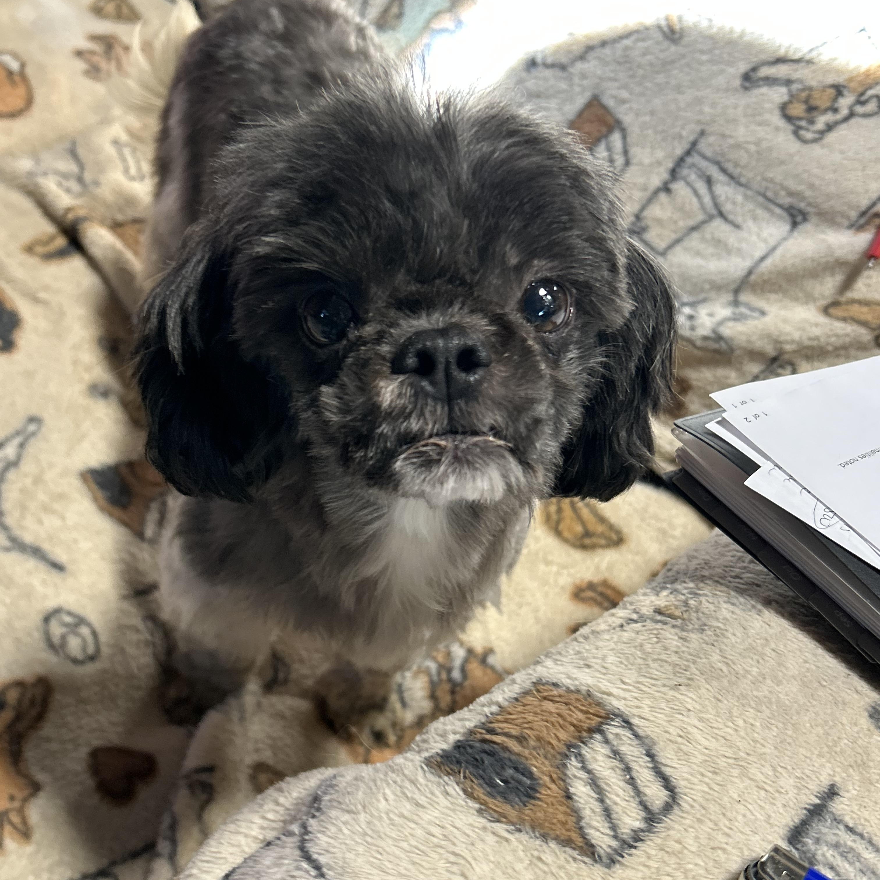 Sharlene 10.4 lbs, a Adoptable Shih Tzu in Maumee , OH image 3/6